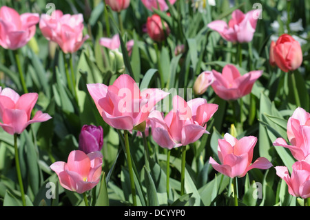 Campo di tulipani rosa nella giornata di sole Foto Stock
