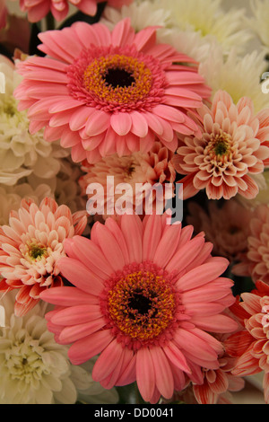 Fiori rosa margherita (Bellis perennis) Foto Stock