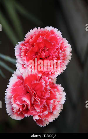 Chiodo di garofano (Dianthus caryophyllus) Foto Stock