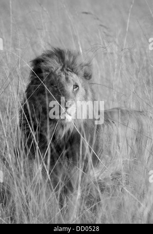 Leone africano (Panthera leo) maschio in erba lunga, Okavango Delta, Botswana, IN BIANCO E NERO Foto Stock