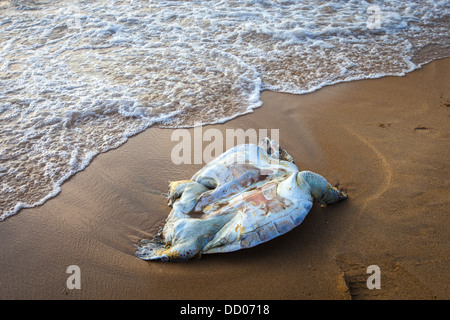 Una tartaruga morto sull'Oceano Indiano Foto Stock