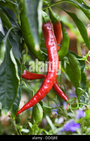 Il Capsicum annuum corno di capra peperoncino che cresce in un Orto Foto Stock