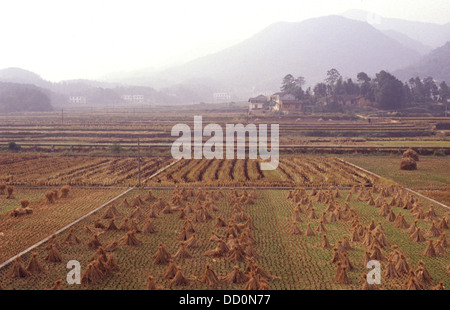 Paglia di Riso fornito in dotazione dopo il raccolto nella provincia del Hunan Cina Foto Stock