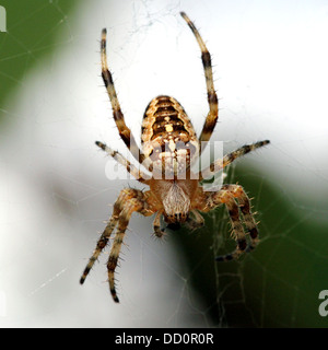 Close-up di una femmina del giardino europeo spider (Araneus diadematus) nel suo web Foto Stock