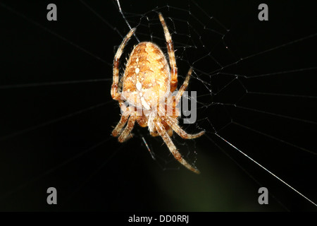 Close-up di una femmina del giardino europeo spider (Araneus diadematus) nel suo web Foto Stock