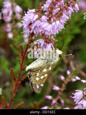 Argento-macchiati o skipper di marca (Hesperia virgola) con ali aperte e chiuse Foto Stock