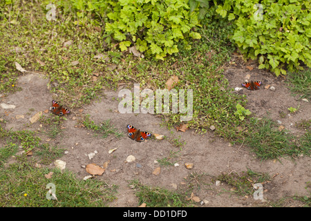 Peacock farfalle (Inachis io). Tre recentemente emerso dalle pupe stadio, in appoggio sul terreno. Agosto. Norfolk. Foto Stock