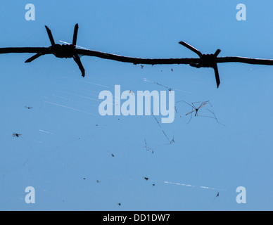 Cattività. Vista ingrandita di un filo spinato e spider web pieno di affascinare e gli insetti morti contro lo sfondo del cielo blu. Foto Stock