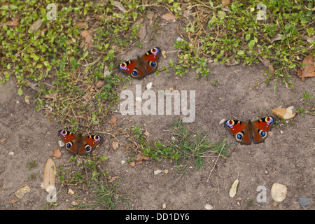 Peacock farfalle (Inachis io). Tre recentemente emerso dalle pupe stadio, in appoggio sul terreno. Agosto. Norfolk. Foto Stock