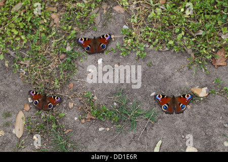 Peacock farfalle (Inachis io). Tre recentemente emerso dalle pupe stadio, in appoggio sul terreno. Agosto. Norfolk. Foto Stock