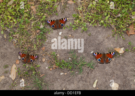 Peacock farfalle (Inachis io). Tre recentemente emerso dalle pupe stadio, in appoggio sul terreno. Agosto. Norfolk. Foto Stock