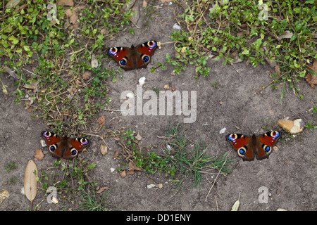 Peacock farfalle (Inachis io). Tre recentemente emerso dalle pupe stadio, in appoggio sul terreno. Agosto. Norfolk. Foto Stock