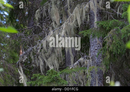 Uomo vecchio con la barba, barba lichen, treemoss, Matusalemme la barba lichen, bartflechte, bart-flechte, usnea longissima, dolichousnea Foto Stock