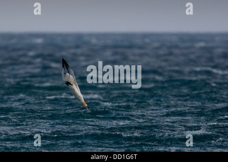 Gannet settentrionale, volo, volo, nosedive, Basstölpel, Baßtölpel, Flug, Tölpel, Sula bassana, Morus bassanus Foto Stock