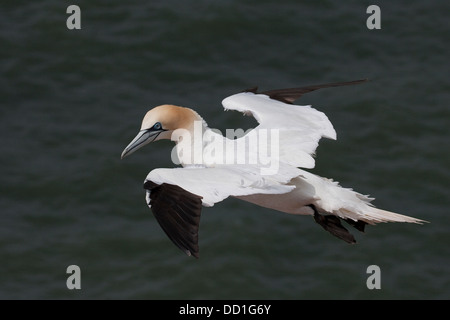 Northern gannet, volare, volo, Basstölpel, Baßtölpel, societé Flug, Flugbild, fliegend, Tölpel, Sula bassana, Morus bassanus Foto Stock