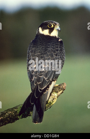 Hobby settentrionale, falco, Baumfalke, Baum-Falke, Falke, Falco subbuteo Foto Stock