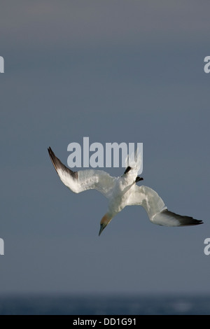 Gannet settentrionale, volo, volo, nosedive, Basstölpel, Baßtölpel, Flug, Tölpel, Sula bassana, Morus bassanus Foto Stock