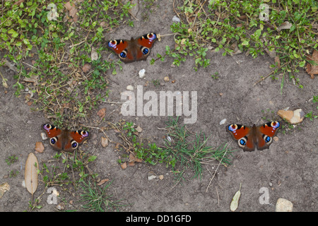 Peacock farfalle (Inachis io). Tre recentemente emerso dalle pupe stadio, in appoggio sul terreno. Agosto. Norfolk. Foto Stock