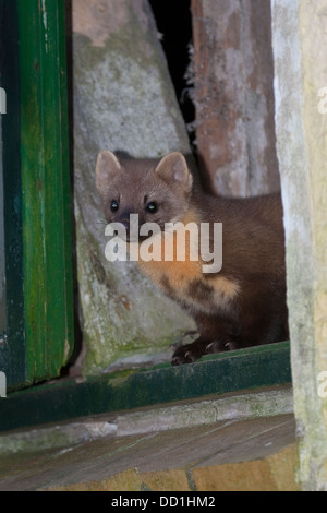 Unione martora, Baummarder, Baum-Marder, Edelmarder, Edel-Marder, Marder, Martes martes, Martre des Pins Foto Stock