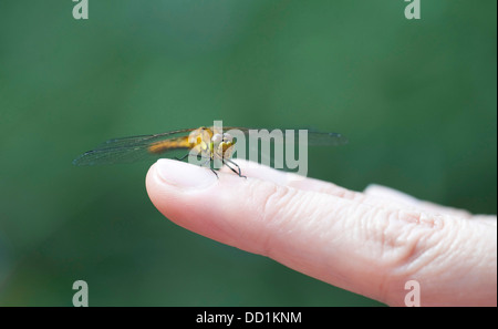 Common Darter Dragonfly, Sympetrum striolatum, Kent, Regno Unito Foto Stock