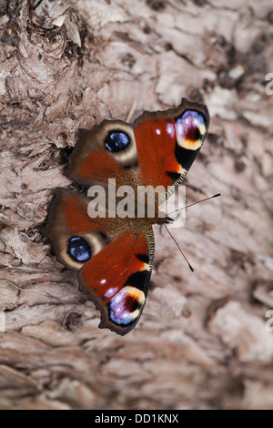 Farfalla pavone (Inachis io). Recentemente emerso dalle pupe stadio, appoggiata su un albero morto tronco. Agosto. Norfolk. Foto Stock