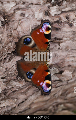 Farfalla pavone (Inachis io). Recentemente emerso dalle pupe stadio, appoggiata su un albero morto tronco. Agosto. Norfolk. Foto Stock