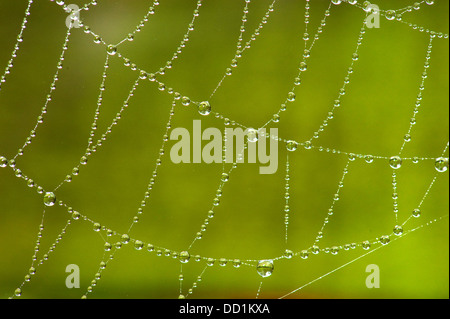 Spider Web con gocce di rugiada, REGNO UNITO Foto Stock