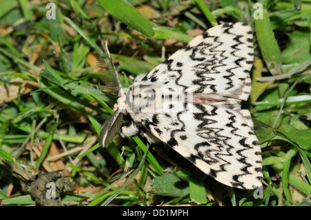 Archi nero Moth - Lymantria monacha sull'erba Foto Stock