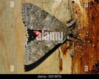Red Underwing Moth - Catocala nupta alla alimentazione dello zucchero Foto Stock