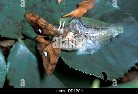 Vaporer Tarma Orgyia antigua, Regno Unito, Foto Stock