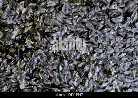 Ampia lasciava Pond erbaccia, Potamogeton natans, REGNO UNITO Foto Stock