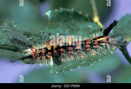 Vaporer Tarma Orgyia antigua, Regno Unito, Foto Stock