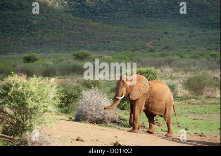 Elefante africano (Loxodonta africana africana), Madikwe Game Reserve, Sud Africa Foto Stock