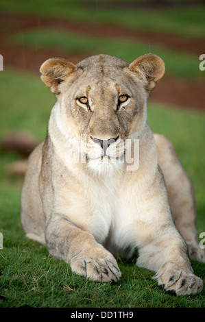 Lion (Panthero leo), Madikwe Game Reserve, Sud Africa Foto Stock