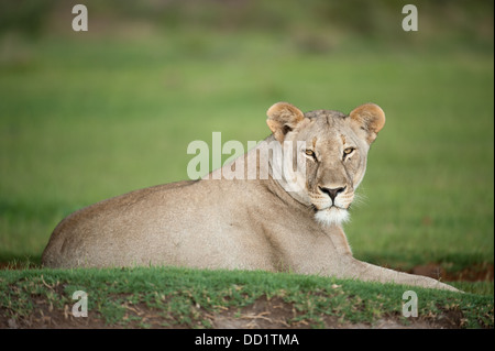 Lion (Panthero leo), Madikwe Game Reserve, Sud Africa Foto Stock