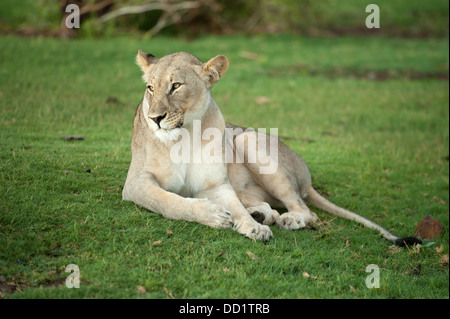 Lion (Panthero leo), Madikwe Game Reserve, Sud Africa Foto Stock