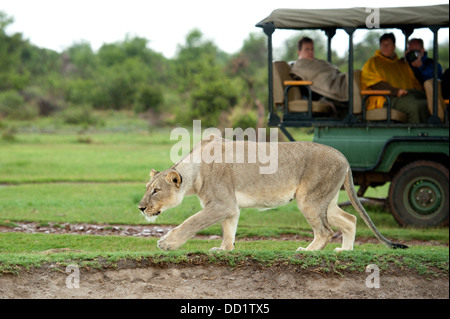 I turisti in un safari veicolo guardando un lion stalking (Panthero leo), Madikwe Game Reserve, Sud Africa Foto Stock