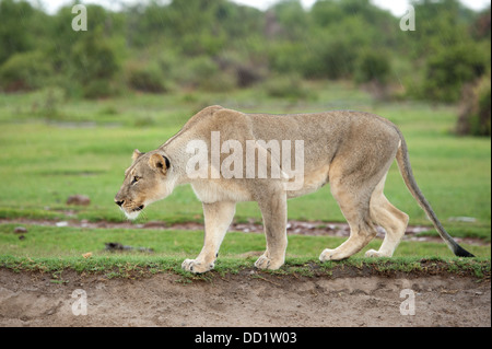 Lion stalking (Panthero leo), Madikwe Game Reserve, Sud Africa Foto Stock