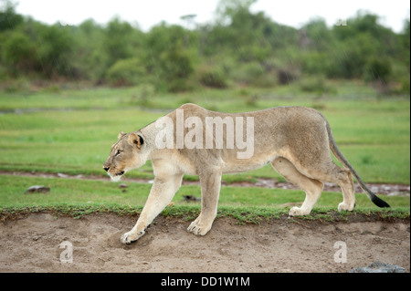 Lion stalking (Panthero leo), Madikwe Game Reserve, Sud Africa Foto Stock