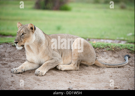 Lion (Panthero leo), Madikwe Game Reserve, Sud Africa Foto Stock