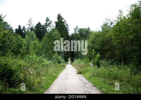 percorso di foresta Foto Stock