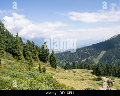 Una mucca lambisce in pascoli alpini sopra Innsbruck in Tirolo (Alto Adige), Austria Foto Stock