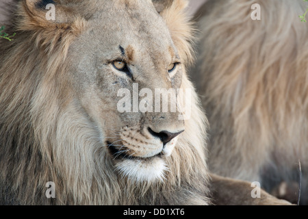 Lion (Panthero leo), Madikwe Game Reserve, Sud Africa Foto Stock