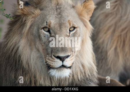 Lion (Panthero leo), Madikwe Game Reserve, Sud Africa Foto Stock