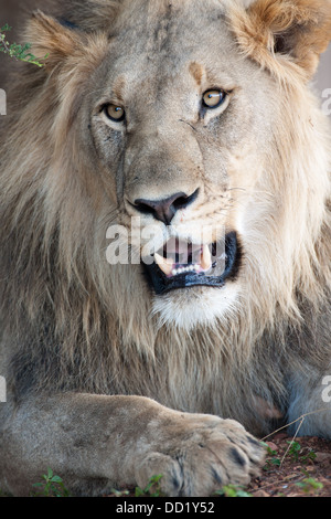 Lion (Panthero leo), Madikwe Game Reserve, Sud Africa Foto Stock