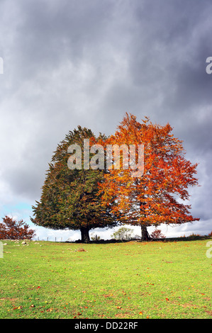 Paesaggio autunnale con un decidui e Albero sempreverde Foto Stock