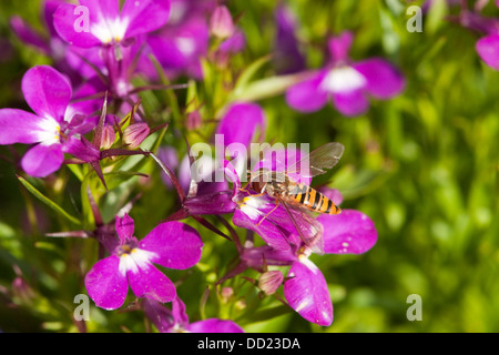 Hoverfly su Lobelia Foto Stock