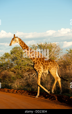 Giraffa meridionale (Giraffa camelopardalis giraffa), Madikwe Game Reserve, Sud Africa Foto Stock