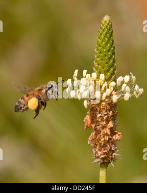 Bee vola con il polline raccolto dai fiori Foto Stock