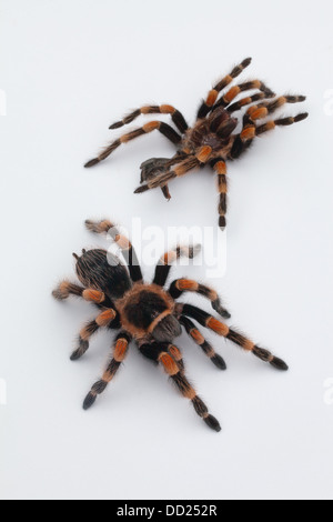 Rosso messicano-impastare Tarantola ragno (Brachypelma smithi). Capannone, moulted pelle o eso-scheletro top, ragno vive al di sotto. Foto Stock